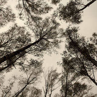 Колдовской лес