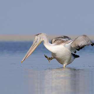Танцующий кудрявый пеликан