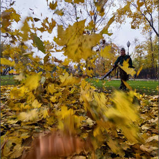 Листья кружат по Москве