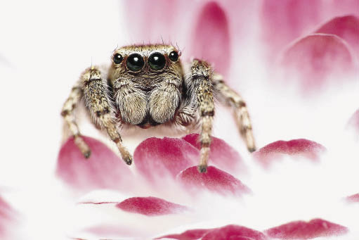 Винкс порно БДСМ