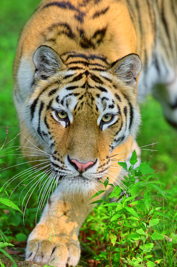 Дикие звери тигр. Животные тигр. Красивый тигр. Тигр в природе. Фото тигра.