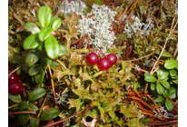 Не навреди! Главный принцип природного лекаря