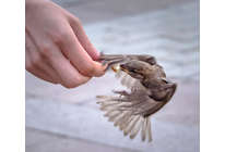 Уроки Розова: что может ваша камера?