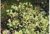 Зачем столько лекарств, если в лесу растет исландский мох?