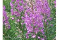 Рецепт изготовления Иванъ чая