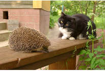 уДачный холодильник