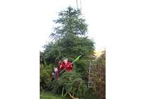 Высоторез Greenworks G40PSF: с высоты вам шлем привет