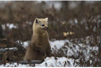 «В объективе Nikon»: плато Путорона вместе Сергеем Горшковым 