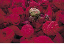 Галерея Стива МакКарри — путь к цели не менее важен, чем сама цель