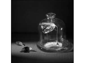 Вернисаж выставки «ФотоТОП. Натюрморт 2022»