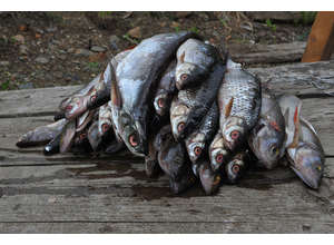 В объективе Nikon: путешествие по Карелии с Антоном Юшко