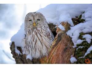 VII Общероссийский фестиваль природы «Первозданная Россия»