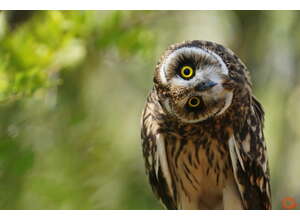 Общероссийский Фото-Фестиваль природы «Первозданная «Россия» пройдет весной 2022 года в девятый раз