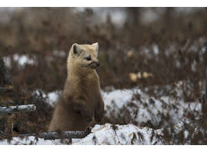 «В объективе Nikon»: плато Путорона вместе Сергеем Горшковым 