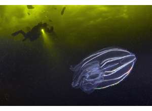 Лекция Виктора Лягушкина в рамках выставки «Я | В сердце изображения»