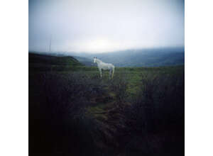 Снимки с эффектом ностальгии – в Галерее классической фотографии откроется выставка фоторабот, снятых на среднеформатную «мыльницу»