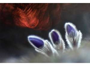 Продолжается прием работ на фотоконкурс «Золотая Черепаха» на 2020 год!