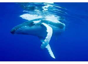 БИОНИКА — ПРИРОДА В ДИЗАЙНЕ: Инновационный бионический вентилятор системы LG MULTI V 5