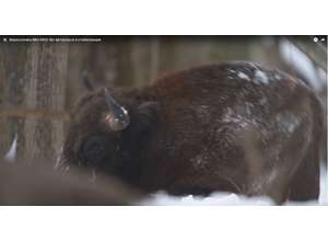 Nikon D850: видеосъемка без автофокуса и стабилизации