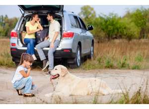 Готовим животных к вакцинации