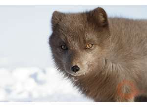 Работа экспозиции «Первозданная Россия» в Галерее Классической Фотографии продлена до 12 марта