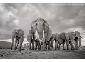 Стартует конкурс Sony World Photography Awards 2019 года с новыми номинациями