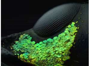 Объявлены победители конкурса микрофотографии Nikon Small World