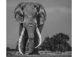 Амбассадор Nikon Дэвид Ярроу запечатлел слонов и гангстеров в Кении