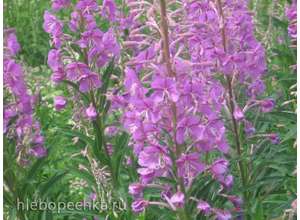 Рецепт изготовления Иванъ чая