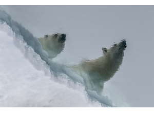От динозавров до белых медведей. Во вторые выходные на фестивале "Первозданная Россия"