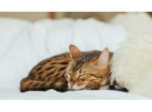 Впадаем в зимнюю спячку: уровни комфорта спального места