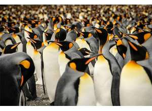 Конкурс Sony World Photography Awards 2015 - последняя возможность подачи заявки