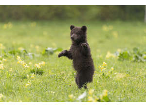 Творческая встреча с фотографами всероссийской экспедиции «Заповедный Пояс. От Урала до Байкала»