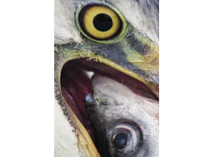 Обзор фотоконкурса Золотая черепаха