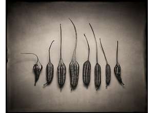 Победители конкурса фотографии на мокрой пластине, организованного брендом  «Modern Collodion»