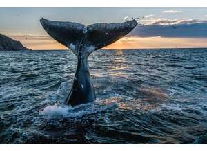 VIII Общероссийский фотофестиваль природы "Первозданная Россия"