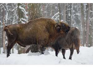 Съемка дикой природы: осторожно, в кадре - зубр. И за кадром - тоже...