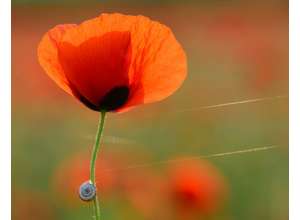 Откройте! Делимся секретами идеального боке