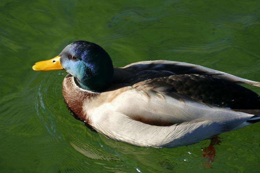 12 кадров/сек, F4.0, 310 мм, 125 ISO, 1/400 с