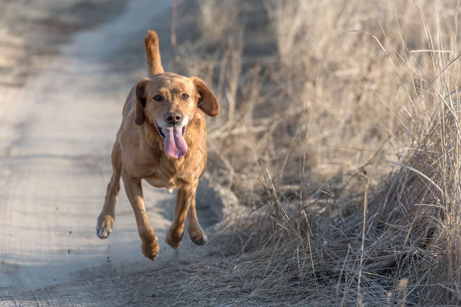 AF-S Nikkor 70-200mm f/2.8G ED VR II, ISO 500, f/4, 1/2000 s