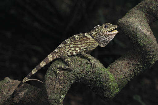 Лесной дракон