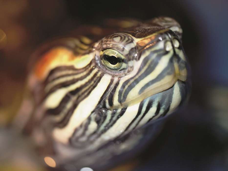 Макросъемка