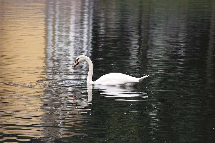 Белый лебедь