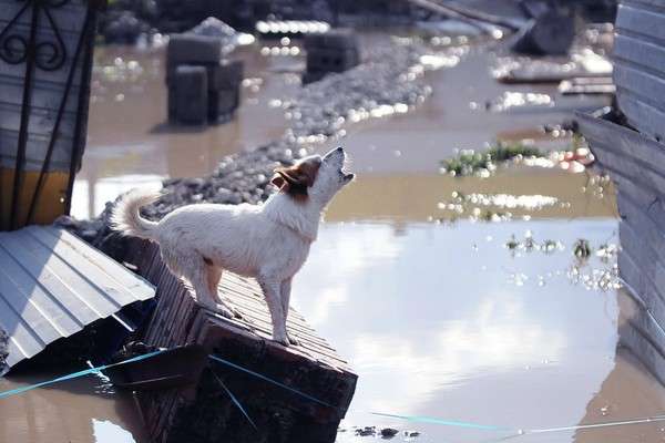 Наводнение в Крымске: без хозяина