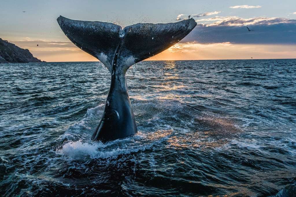 korostelev_mihail_hvost_grenlandca