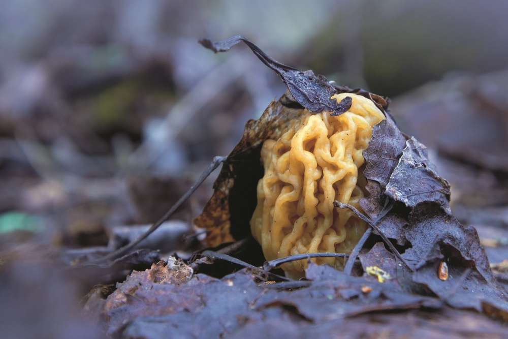 Первый апрельский грибочек