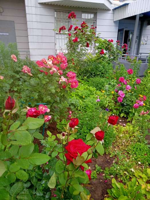 Realme C2 - цветы