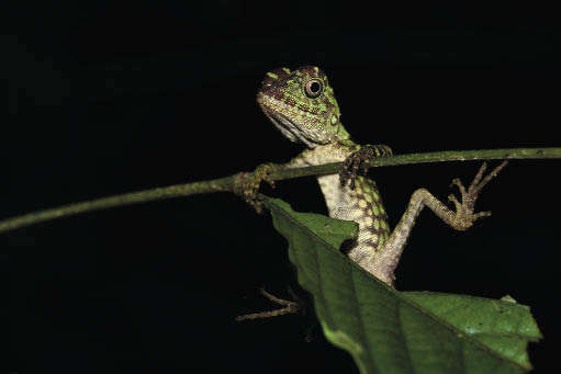 Лесной дракон