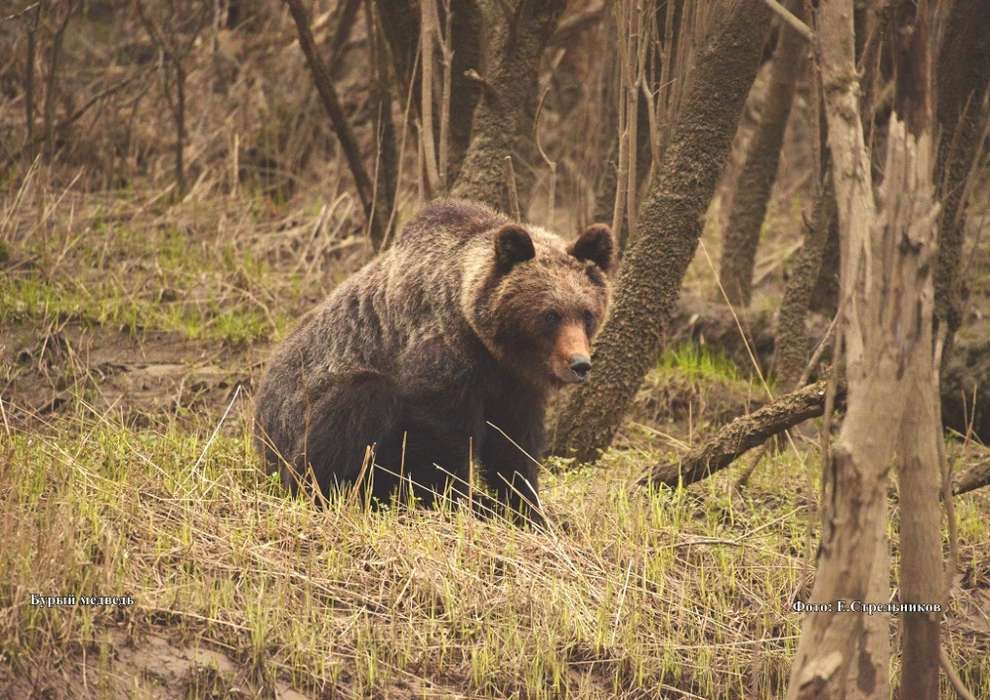 medved-buryy_foto-e