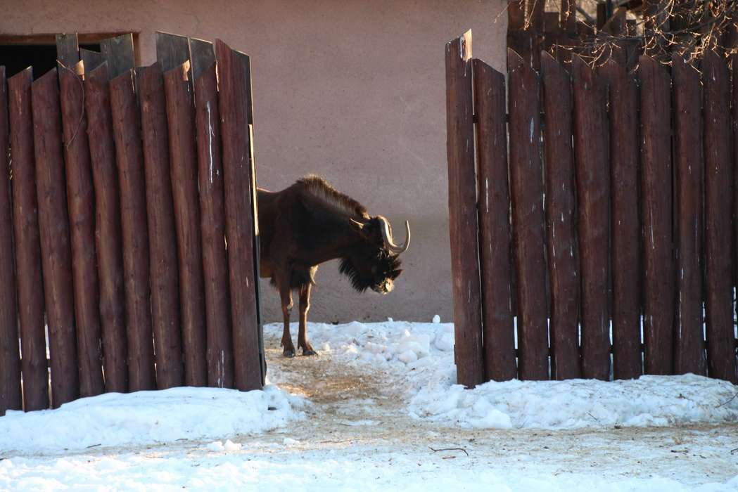 Тестовый снимок Canon EOS 650D  козлик